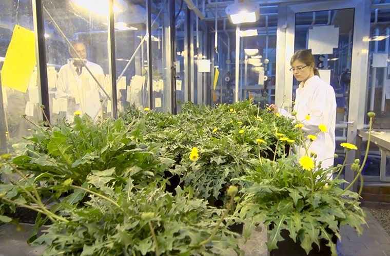 A scientist examining dandelion plants
